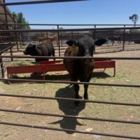 Adorable cows at NM Museum