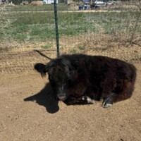 Midnight the mini cow