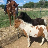 Mini horses