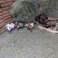 Baby goats are the most adorable animal