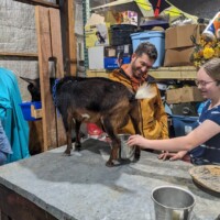 JD milking a goat