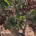 Pistachio tree up close