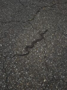 Stacey saved me from stepping on this Louisiana Danger Noodle just before I stomped on it's tail (it's all one long tail, right?)!