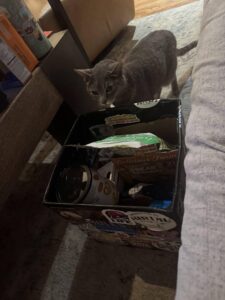 Couldn't miss the opportunity to showcase Snackbox interacting w/our snuggly cat