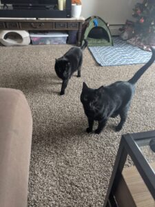 These generous kitties put us up near Copper Mountain to kick off our ski season