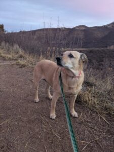 Our pup in Aspen, looking regal. We had this house last year and liked it, so we're back again for round two!